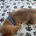 Dachshund (Miniature Smooth Haired)