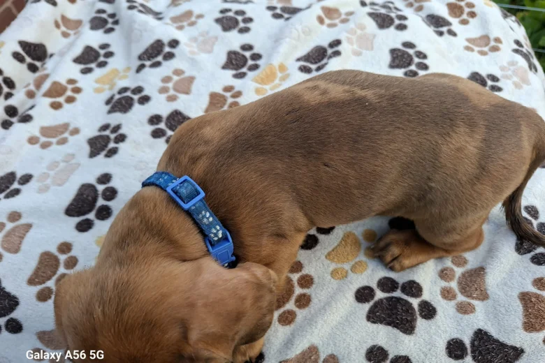 Dachshund (Miniature Smooth Haired)