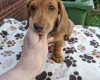 Dachshund (Miniature Smooth Haired)
