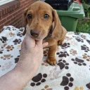 Dachshund (Miniature Smooth Haired)