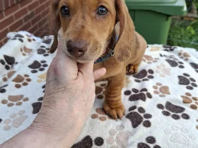 Dachshund (Miniature Smooth Haired)
