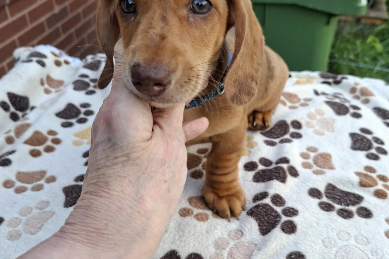 Dachshund (Miniature Smooth Haired)