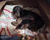 Dachshund (Miniature Smooth Haired)