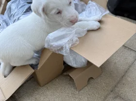 Springador
