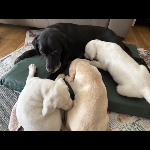 Labrador Retriever