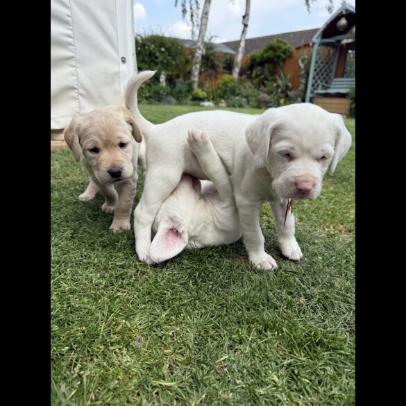 Labrador Retriever