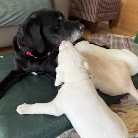 Labrador Retriever