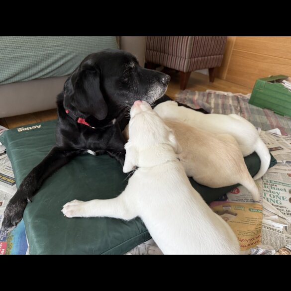 Labrador Retriever