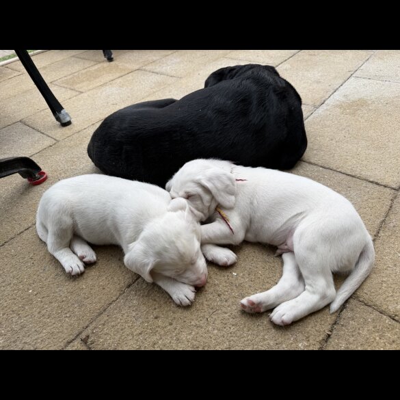 Labrador Retriever