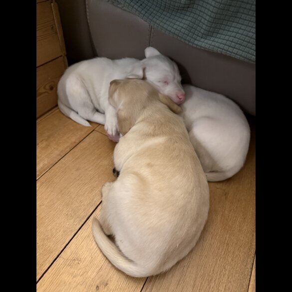 Labrador Retriever