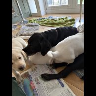 Labrador Retriever