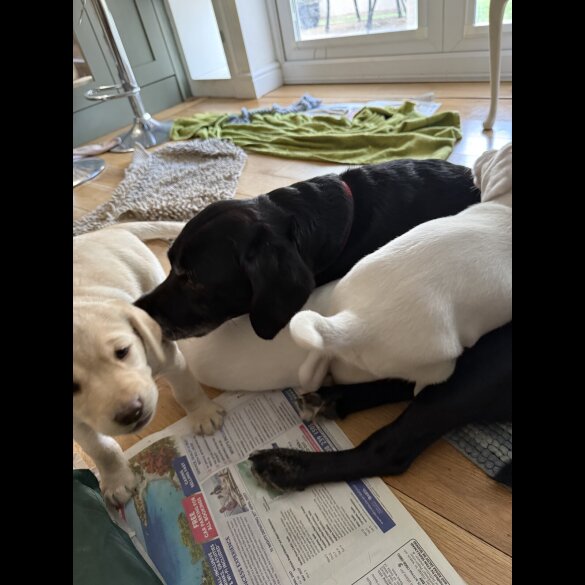 Labrador Retriever
