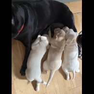 Labrador Retriever