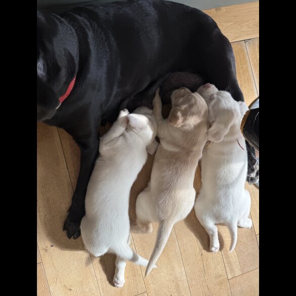 Labrador Retriever