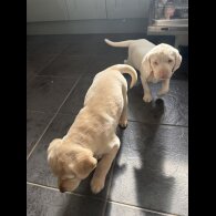 Labrador Retriever
