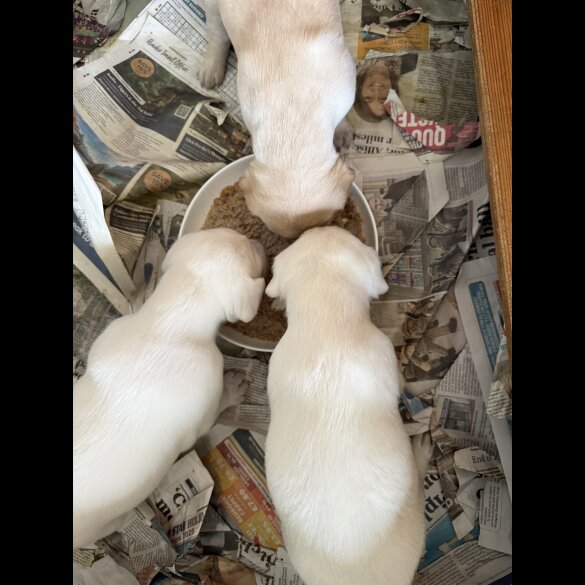Labrador Retriever