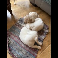 Labrador Retriever