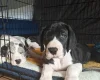 Great Dane