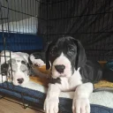 Great Dane