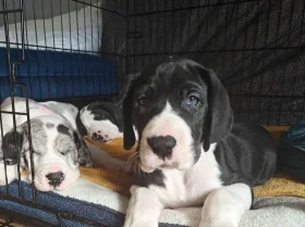 Great Dane