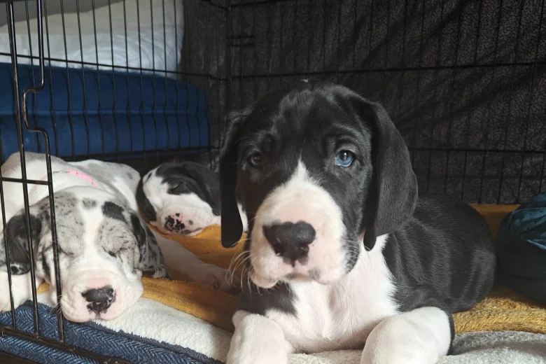 Great Dane