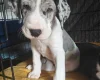 Great Dane