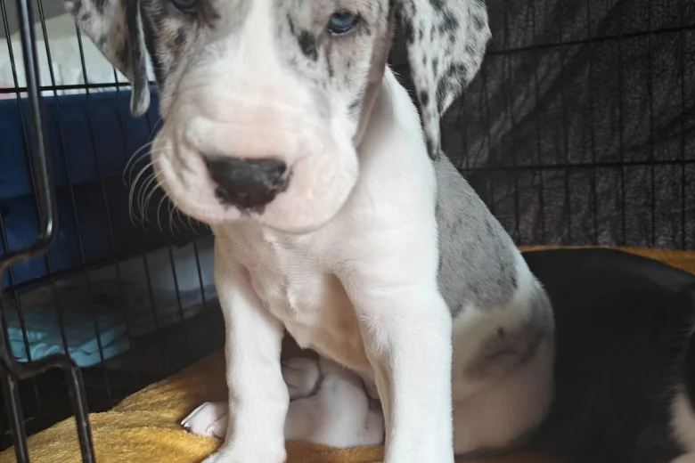 Great Dane