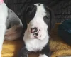 Great Dane