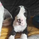 Great Dane