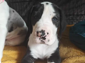 Great Dane