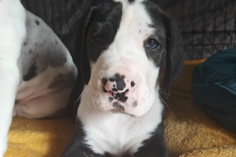 Great Dane