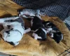 Great Dane