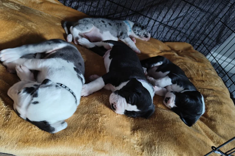 Great Dane