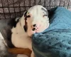 Great Dane