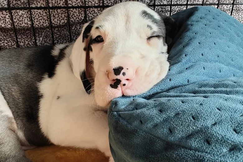 Great Dane