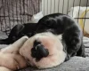Great Dane
