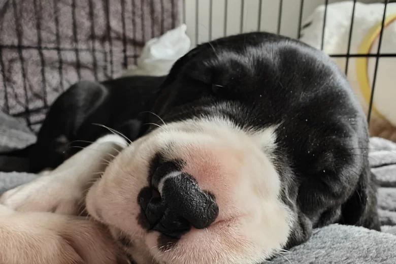 Great Dane