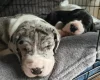 Great Dane