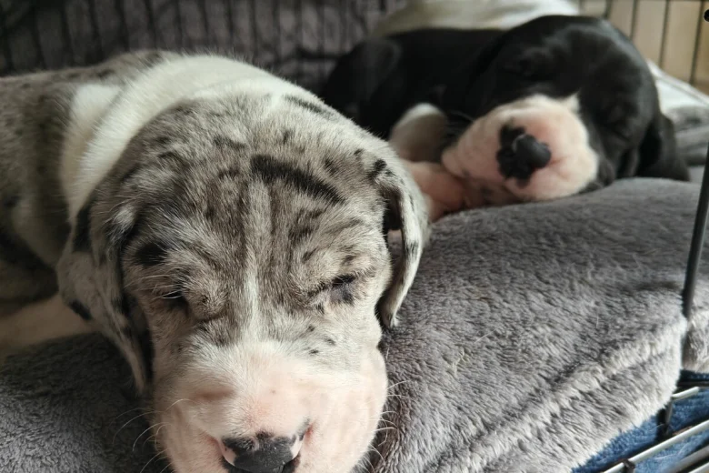 Great Dane