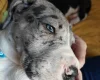 Great Dane