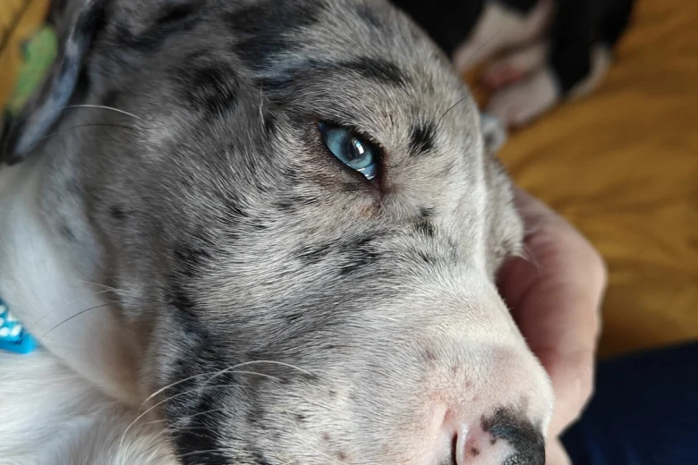 Great Dane