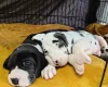 Great Dane