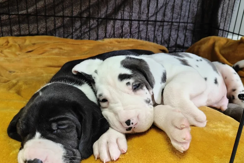 Great Dane