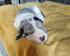 Great Dane