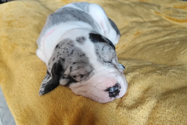 Great Dane