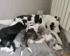 Great Dane