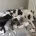 Great Dane