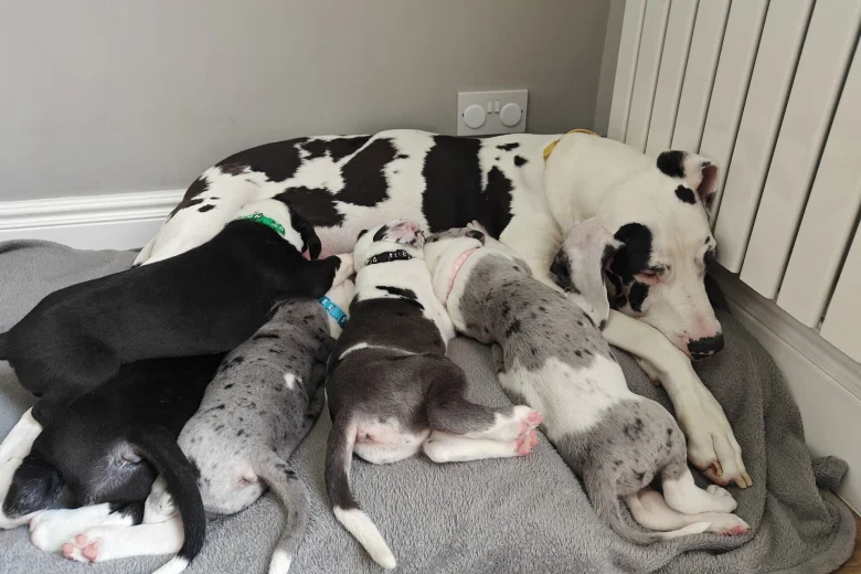 Great Dane