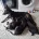 Lurcher