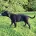 Lurcher